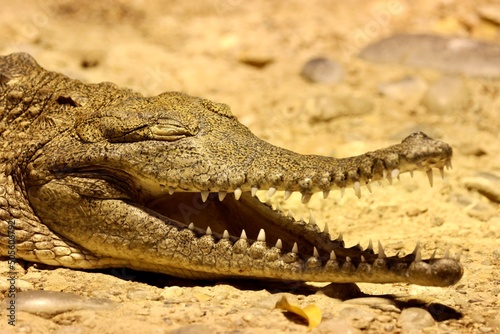 crocodile in the water in zoo basel
