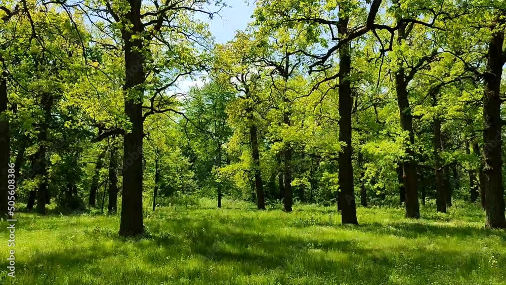 Many oak trees with bright fresh green leaves grow in forest. Black tree trunks, bright greenery. Beautiful forest landscape in spring on sunny day. Natural background. Environment protection, ecology Many oak trees with bright fresh green leaves grow in forest. Black tree trunks, bright greenery. Beautiful forest landscape in spring on sunny day. Natural background. Environment protection, ecology