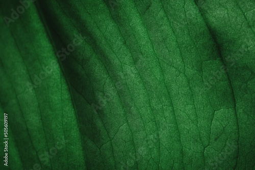 tropical leaves, abstract green leaves texture, nature background. Close-up tree leaf background. Natural background. Macro leaf. soft focus