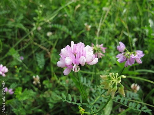 Crownvetch with purple flowers  Securigera varia