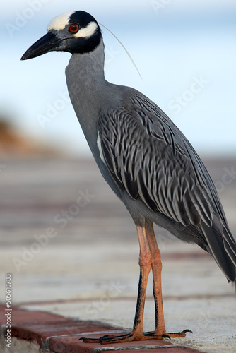 Vertical shot of a Yellow-crowned night heron perched on the ground photo