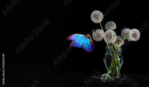 colorful blue morpho butterfly on white fluffy dandelions on black. bouquet of dandelions in a vase and a butterfly. copy space