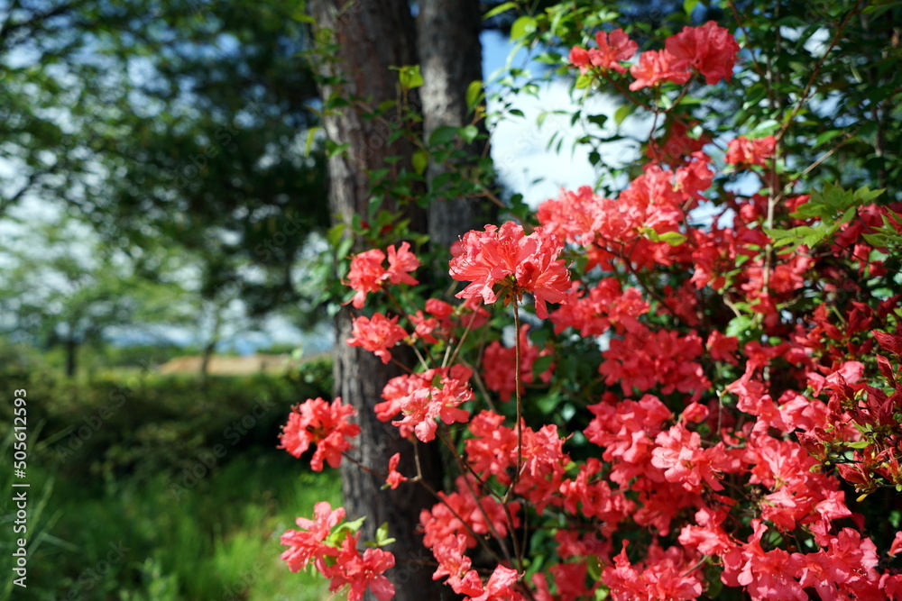 Rhododendron indicum サツキ 皐月 ツツジ サツキツツジ エイサンコウ