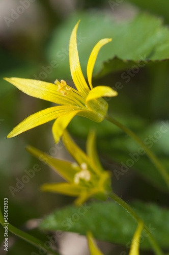 Gagea lutea flowers in spring, close up photo
