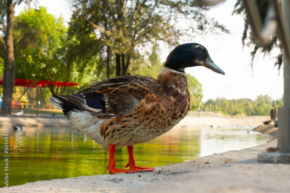 ave, pato, ganso, acuático, animal, naturaleza, anas platyrhynchos, pico, fauna, lago, inhospitalario, ganso, charcas, emplumar, blanco, aislada, emplumar, ave acuática, ave de corral, césped, joven, ave, pato, ganso, acuático, animal, naturaleza, anas platyrhynchos, pico, fauna, lago, inhospitalario, ganso, charcas, emplumar, blanco, aislada, emplumar, ave acuática, ave de corral, césped, joven,