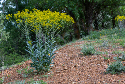 Isatis tinctoria. Dyer's woad plant with elongated stems with leaves and yellow inflorescences. photo