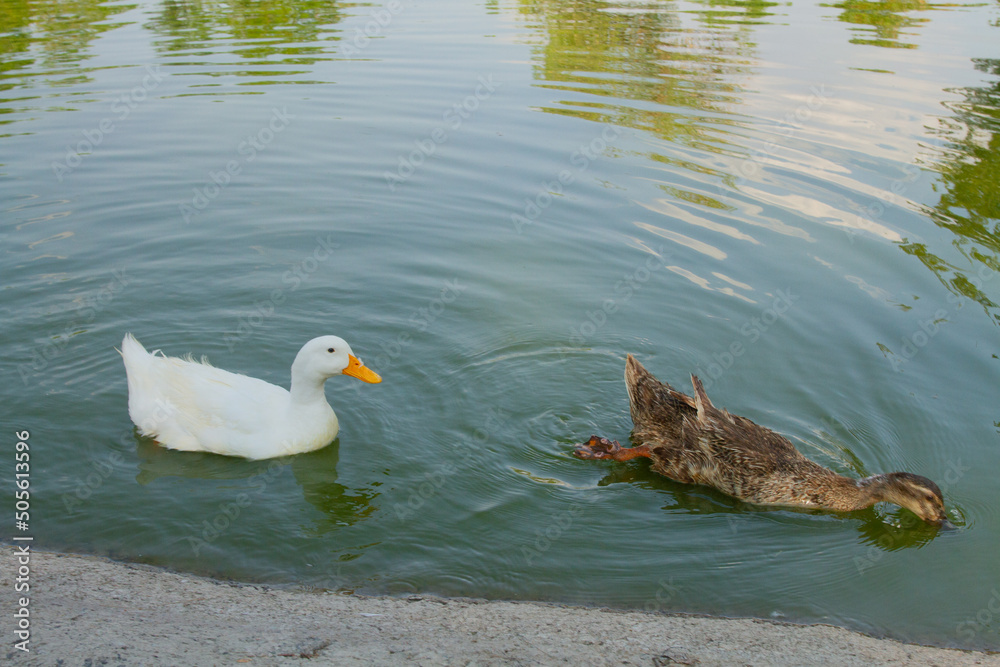 Φωτογραφία cisne, ave, acuático, lago, naturaleza, blanco, animal, fauna, ave, cisne, pato,