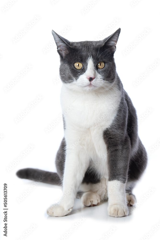 Cute tabby cat sitting on white background