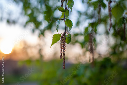 Nice sunny view of the birch branches. Buds and bright green, small leaves thrives. Decorative birch flower- long, slender catkins hang on tree branches. The arrival of spring, seasonal allergies.