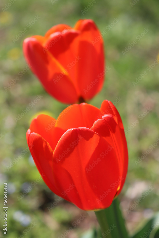 Red Tulip flowers in bloom in the garden on springtime. Tulipa plants in the flowerbed Red Tulip flowers in bloom in the garden on springtime. Tulipa plants in the flowerbed
