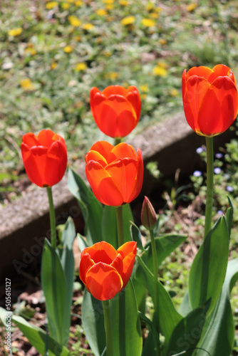 Red Tulip flowers in bloom in the garden on springtime. Tulipa plants in the flowerbed