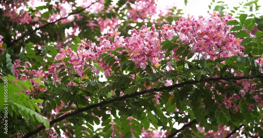 (Cassia javanica) The blossoms of Cassia javanica are blooming. (Cassia javanica) The blossoms of Cassia javanica are blooming.
