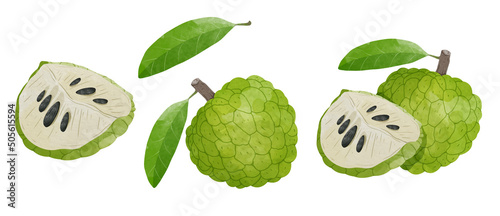 Set of Custard Apple Design elements. watercolour style vector illustration. photo
