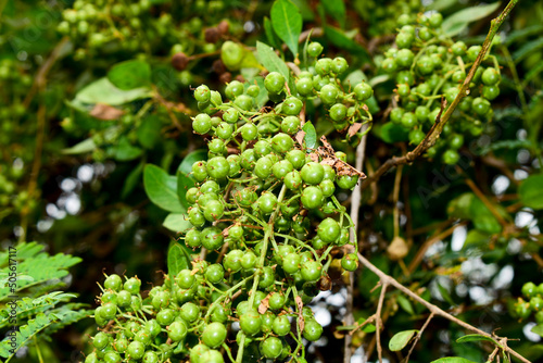 Heena Lawsonia inermis bunch of young green fruitat end branch, Used as herbal hair dye photo