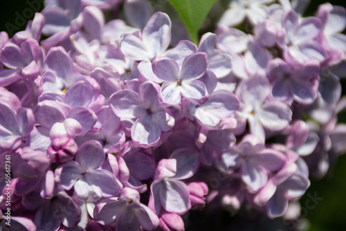 Fototapeta Naklejka Na Ścianę i Meble -  Beautiful spring lilac flowers with selective focus. May blooming lilac bush with delicate tiny floral patterns and space for text