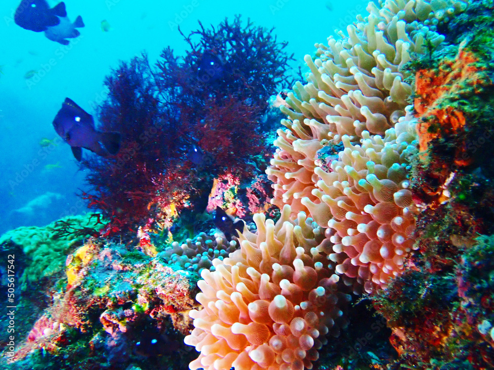 Fototapeta premium サンゴの宮殿