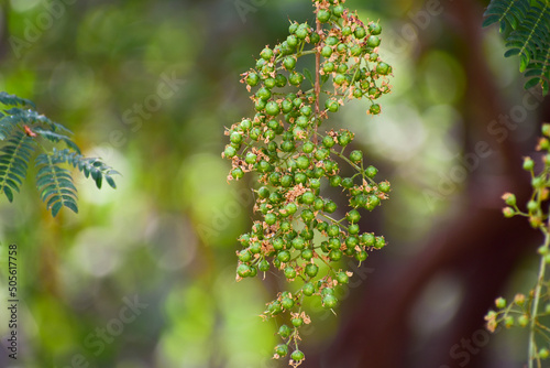 Heena Lawsonia inermis bunch of young green fruitat end branch, Used as herbal hair dye photo