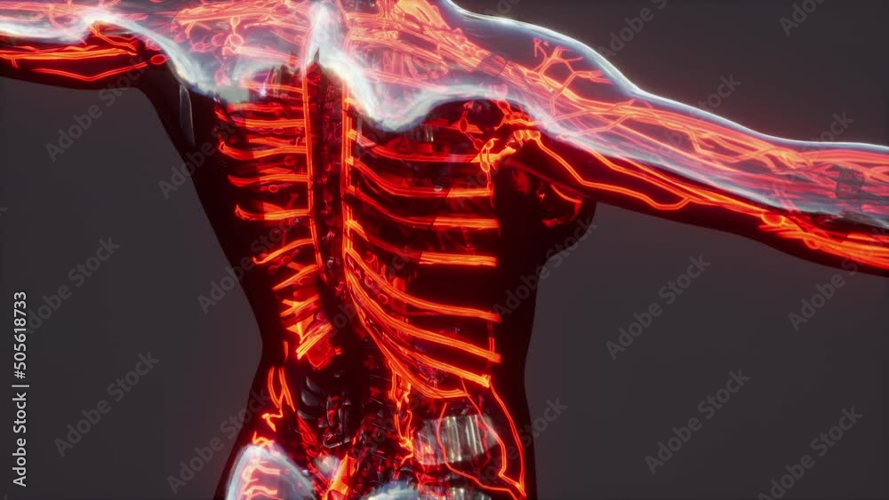 Medically accurate demonstration of Human Circulatory System Medically accurate demonstration of Human Circulatory System