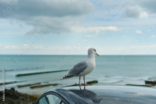 Cancale - Go  land sur le toit d une voiture