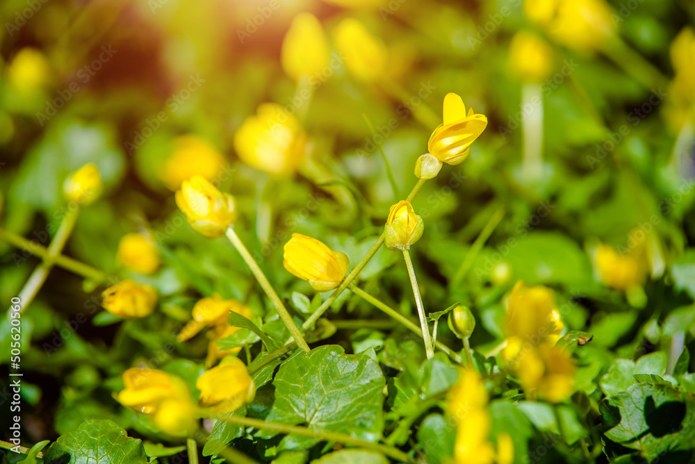 Yellow Lesser celandine flowers in spring on a green natural background Yellow Lesser celandine flowers in spring on a green natural background