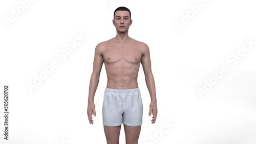 
3D Render : Animation for the transformation of male body shape including  ectomorph (skinny type), mesomorph (muscular type), endomorph(heavy weight type)