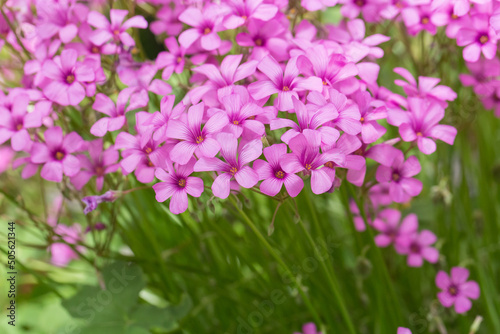 Artichoke wood sorrel purple flowers and green leaves，Oxalis corniculata photo