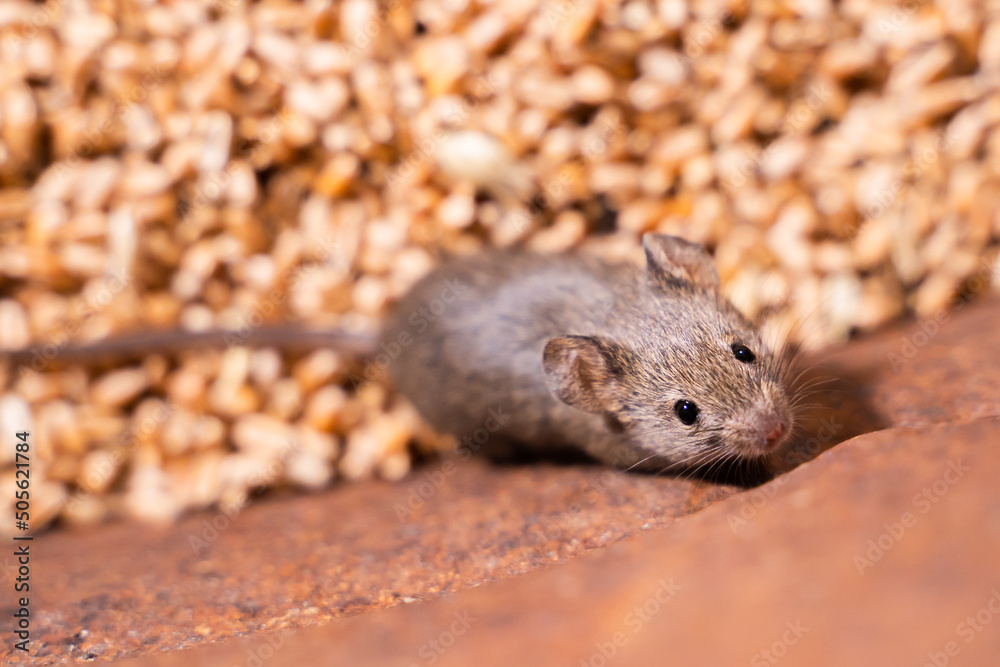 Small field mouse close-up in wheat storage Small field mouse close-up in wheat storage