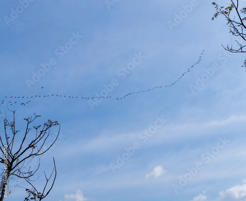 A line of migrating birds flying in a row in the blue skies of uttarakahnd India. photo