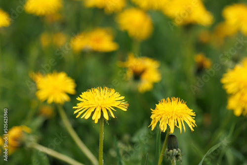 Yellow dandelion grows in the grass among other dandelions. Close-up. Selective focus. © Yuriy Afonkin