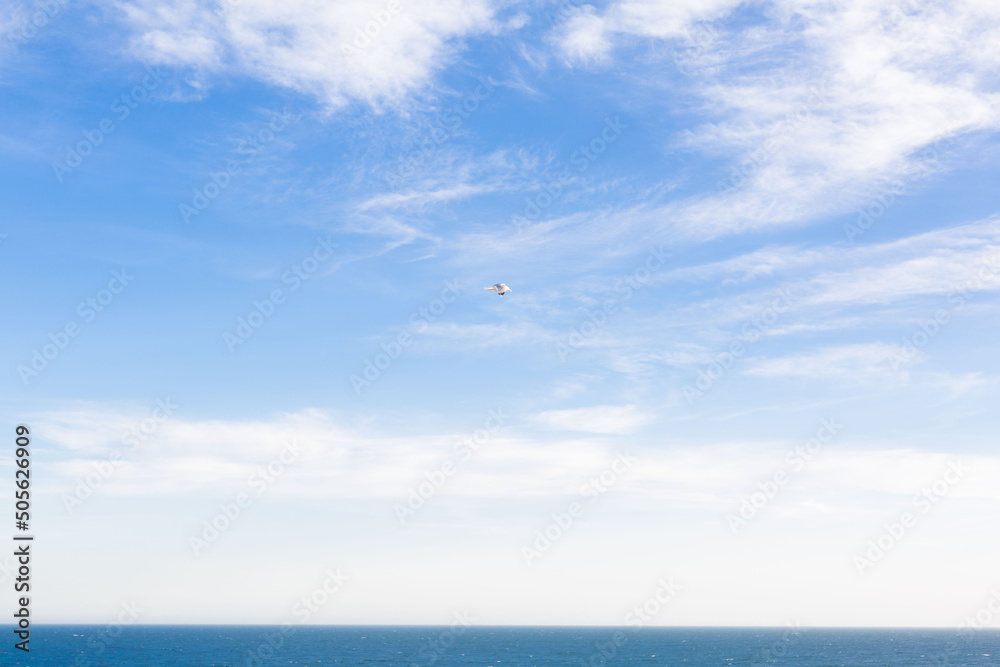Seagulls flying over the blue sky above a cliff