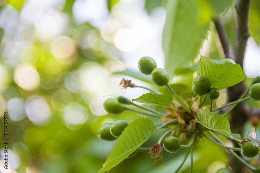 Green fruits and cherry leaves. Fruit tree. Photo of nature. Green fruits and cherry leaves. Fruit tree. Photo of nature.