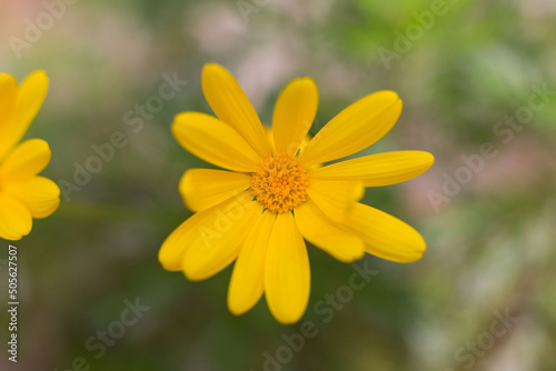 Yellow daisy flowers in a private garden
