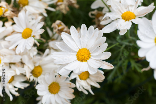 Beautiful daisies that bloom in spring when the sun warms the day.