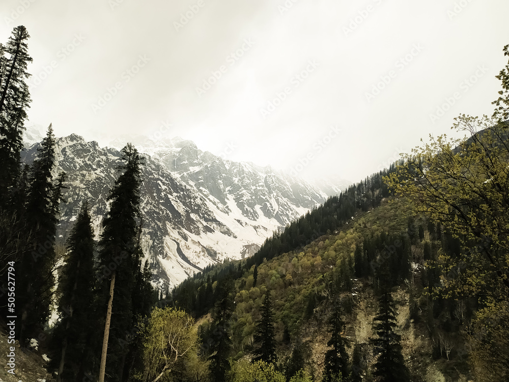 snow covered mountains with trees in summer