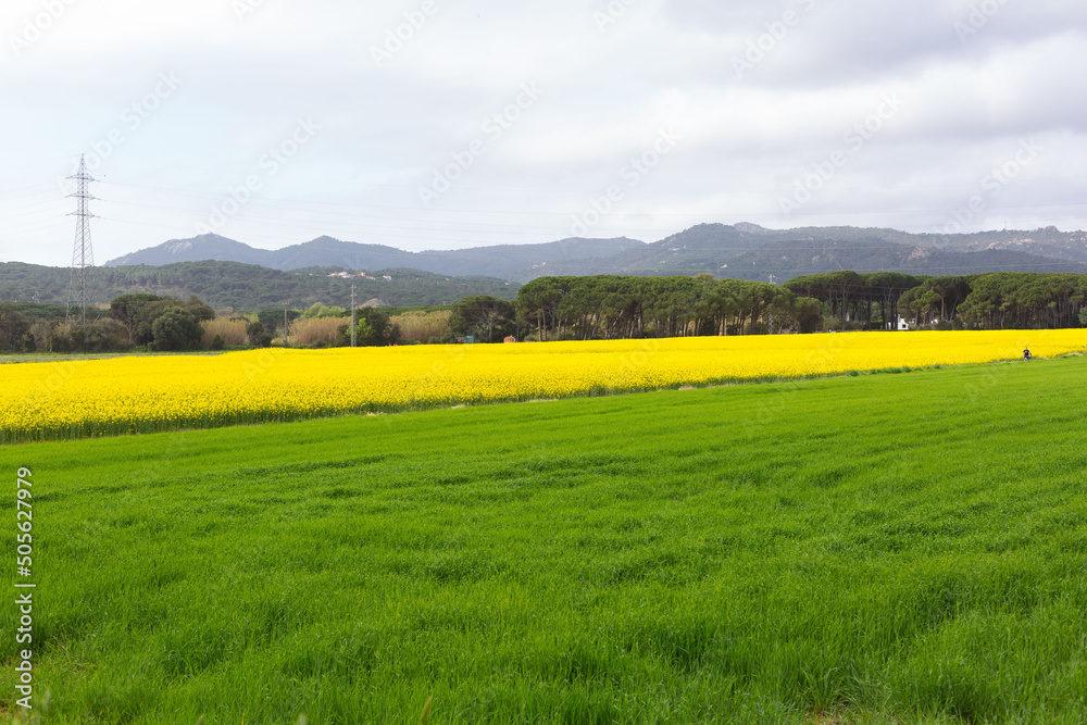 Beautiful yellow rapeseed field in spring in northern Catalonia, Spain.