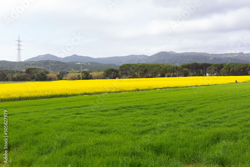 Beautiful yellow rapeseed field in spring in northern Catalonia, Spain.