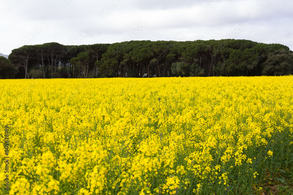 Spring and field full of yellow rapeseed blossoms