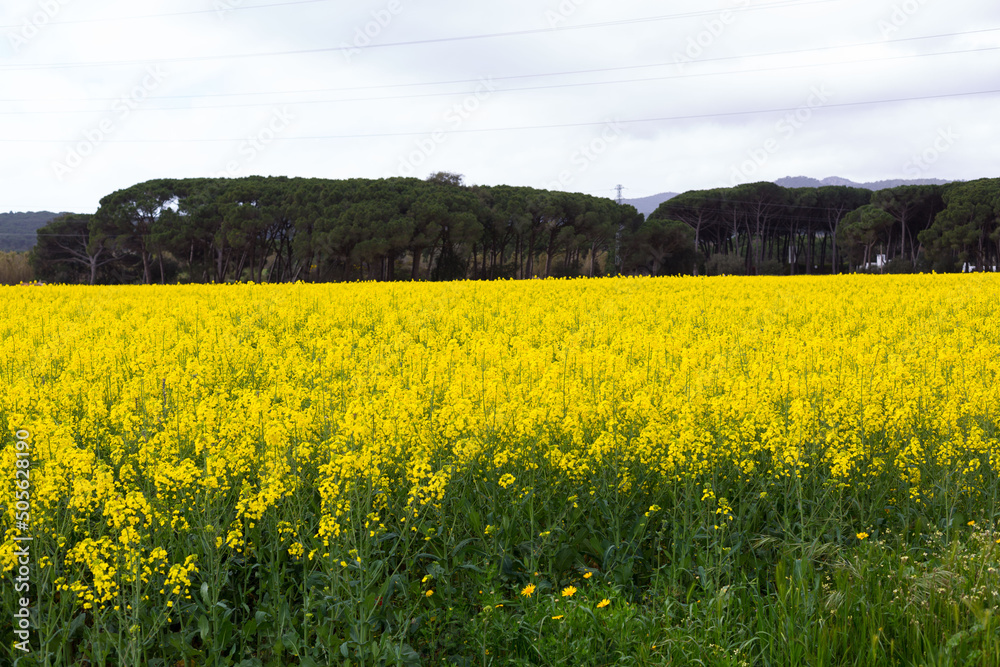 Spring and field full of yellow rapeseed blossoms Spring and field full of yellow rapeseed blossoms
