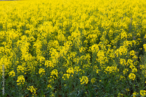 Beautiful yellow rapeseed field in spring in northern Catalonia, Spain. © Jorge