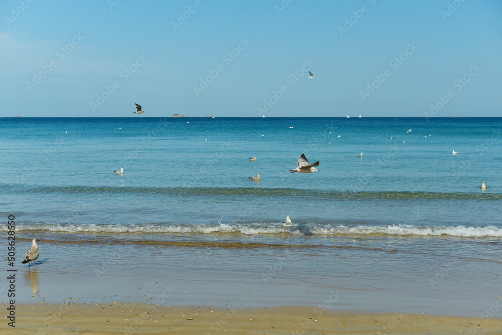 Mouettes et goéland pêche