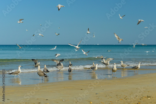 Mouettes et go  land p  che