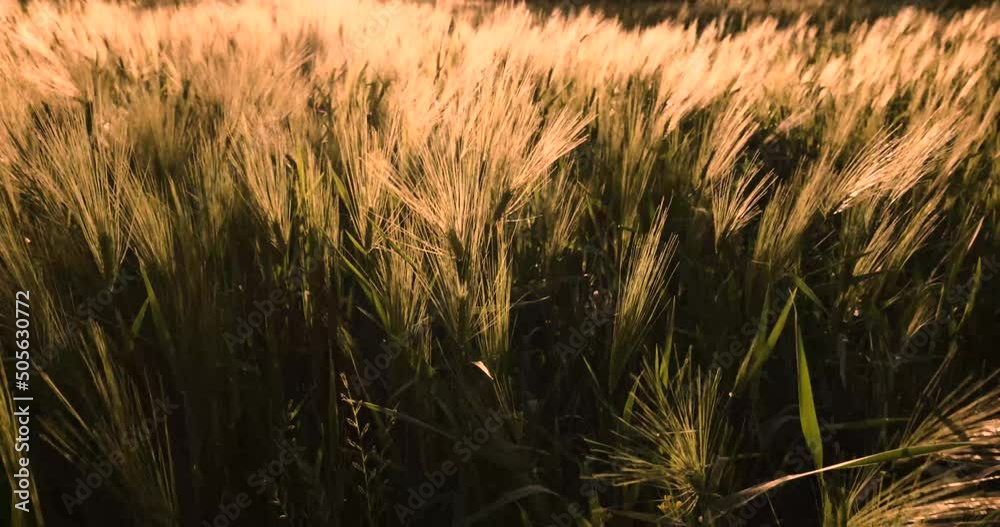 Hierba meciéndose suavemente al atardecer. 4K DCI slow motion 120 fps.