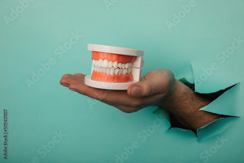 Male hand holds a plastic human jaw with white even teeth on a blue background photo