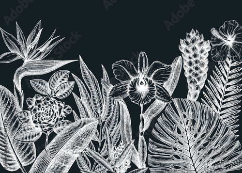 Tropical banner on a chalkboard. Vector frame with hand-drawn tropical plants, exotic flowers, palm leaves, insects, and chameleon. Wildlife background with hand-sketched tropical plants and animals