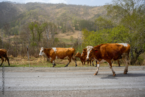 A herd of cows is walking along the road in front of the car in Altai, Russia 