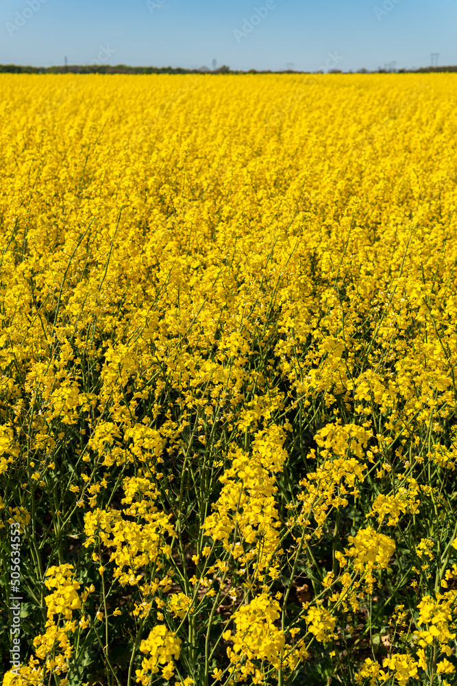 A big, beautiful field of yellow rape flowers and blue sky on a hot sunny summer day A big, beautiful field of yellow rape flowers and blue sky on a hot sunny summer day
