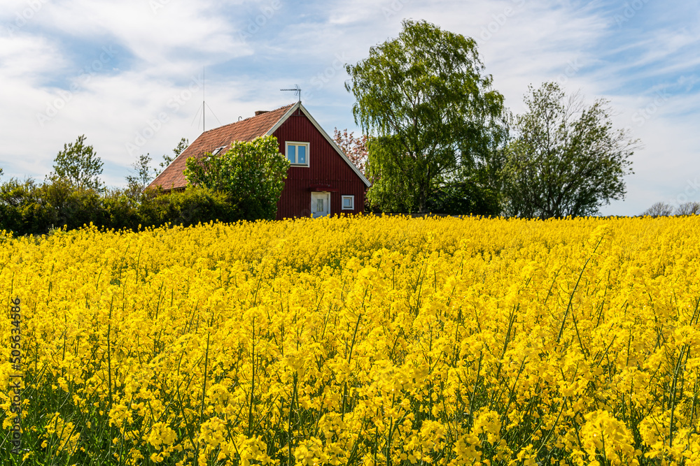 A big, beautiful field of yellow rape flowers and blue sky on a hot sunny summer day in Sweden, traditional red wooden house
