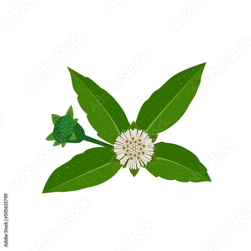 Eclipta Alba, Eclipta Prostrata or Bhringraj, also known as False Daisy is an effective herbal medicinal plant in Ayurvedic medicine.vector illustration.