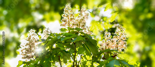 closeup of chestnut tree blossoms in sunhine, flowering green springtime idyll, natural concept for chestnut remedy or beauty in spring nature photo