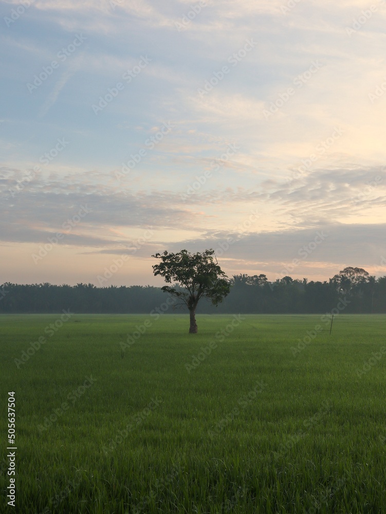 Fototapeta premium sunrise in the paddy field with lonely tree